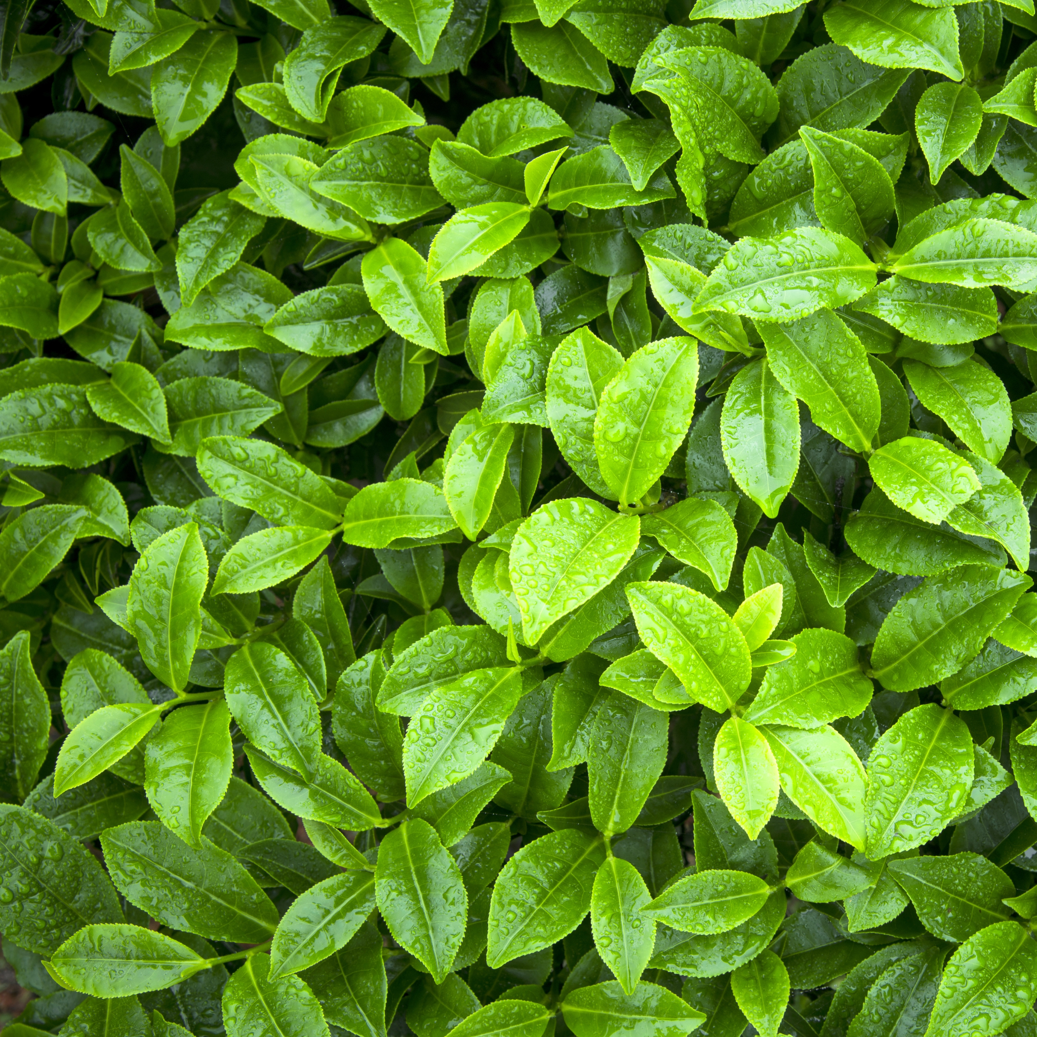Japanese Green Tea