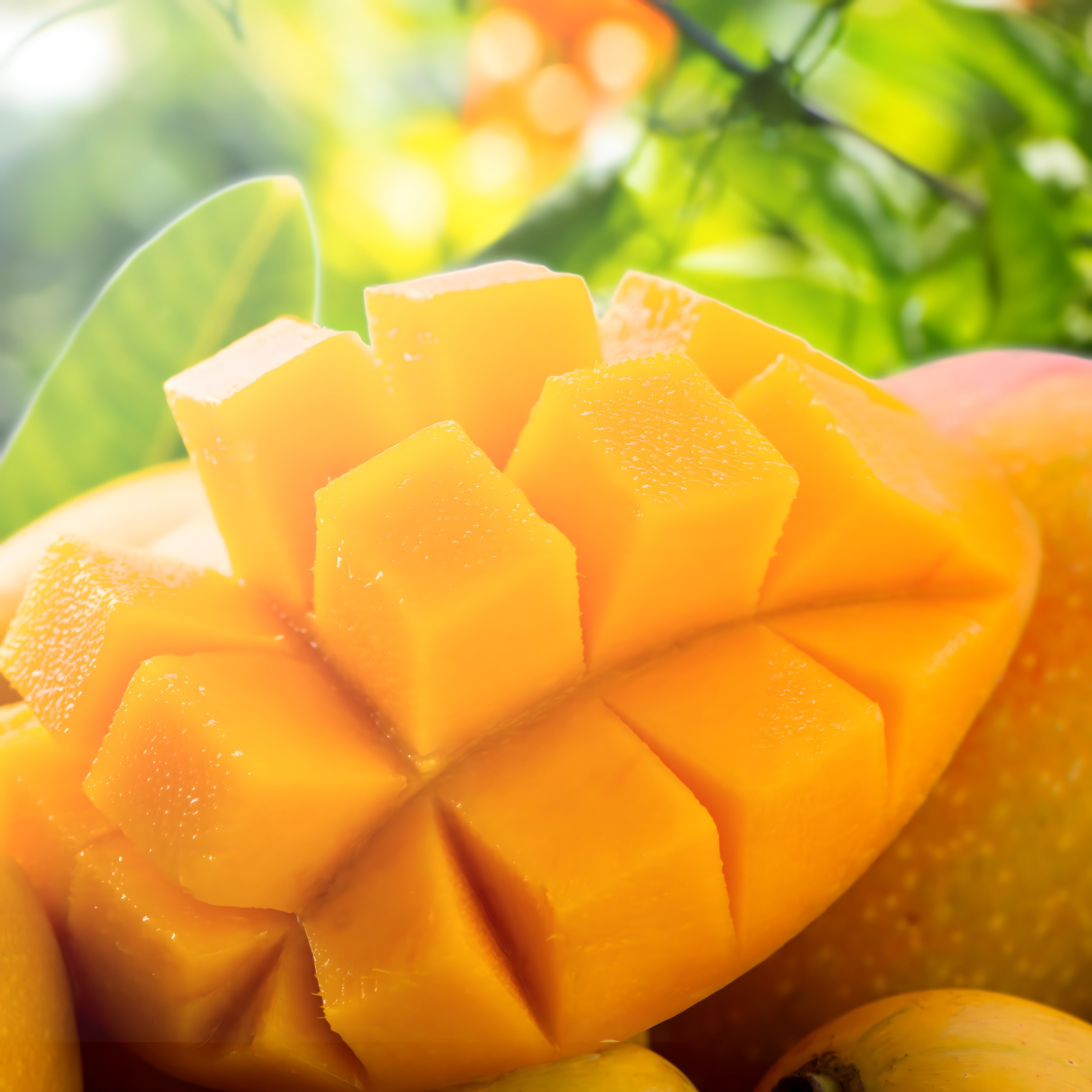 Mango