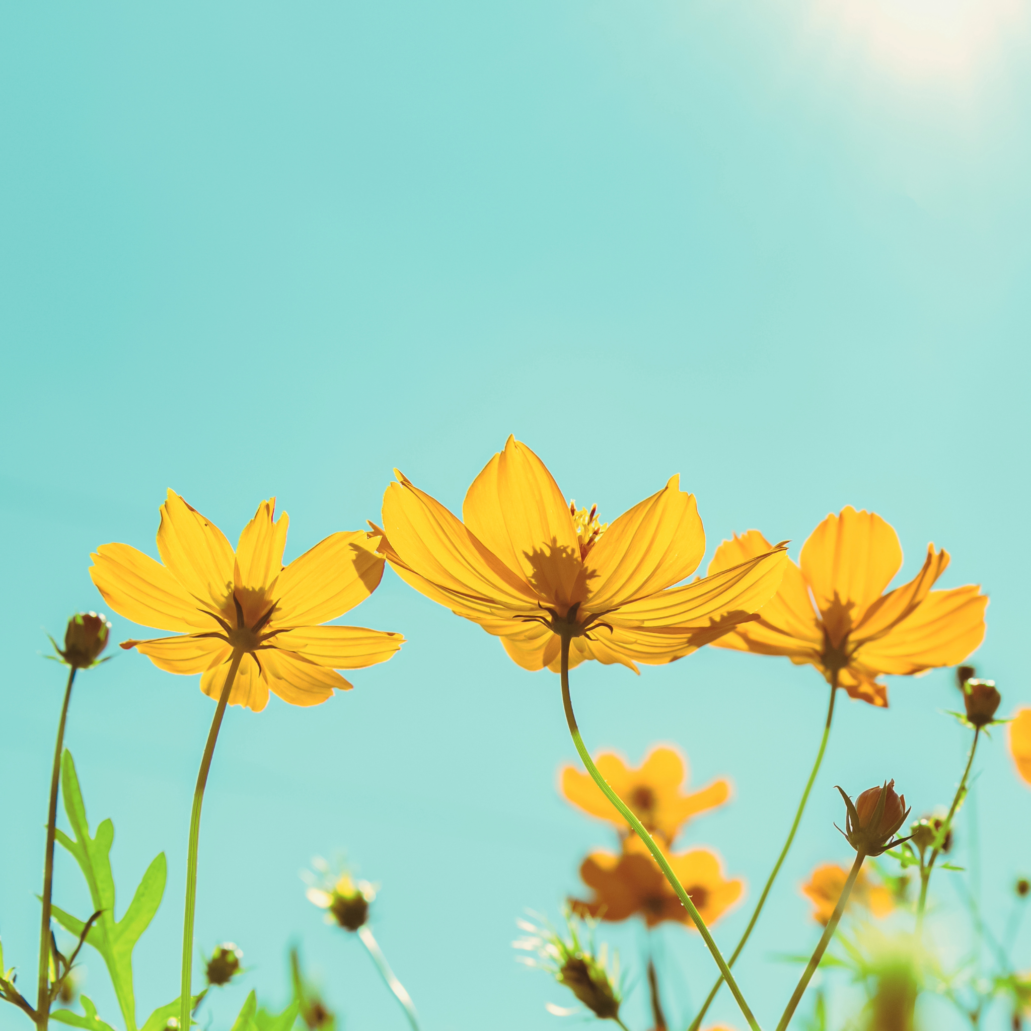 Bloom Every Day