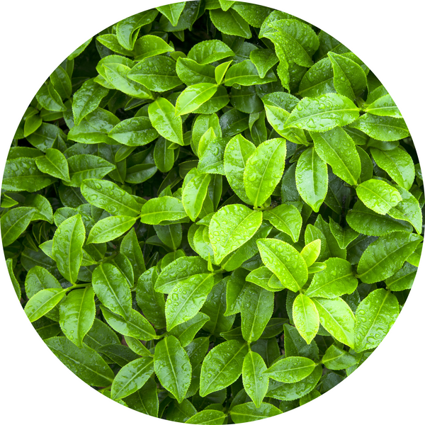 Green Tea