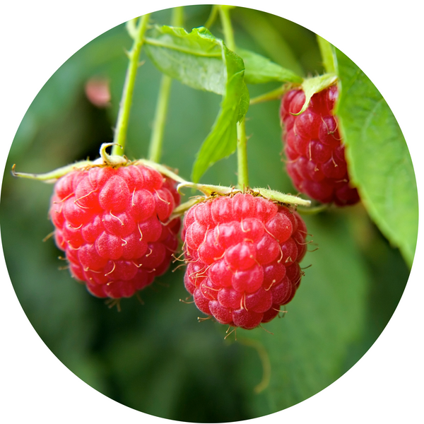 Raspberries