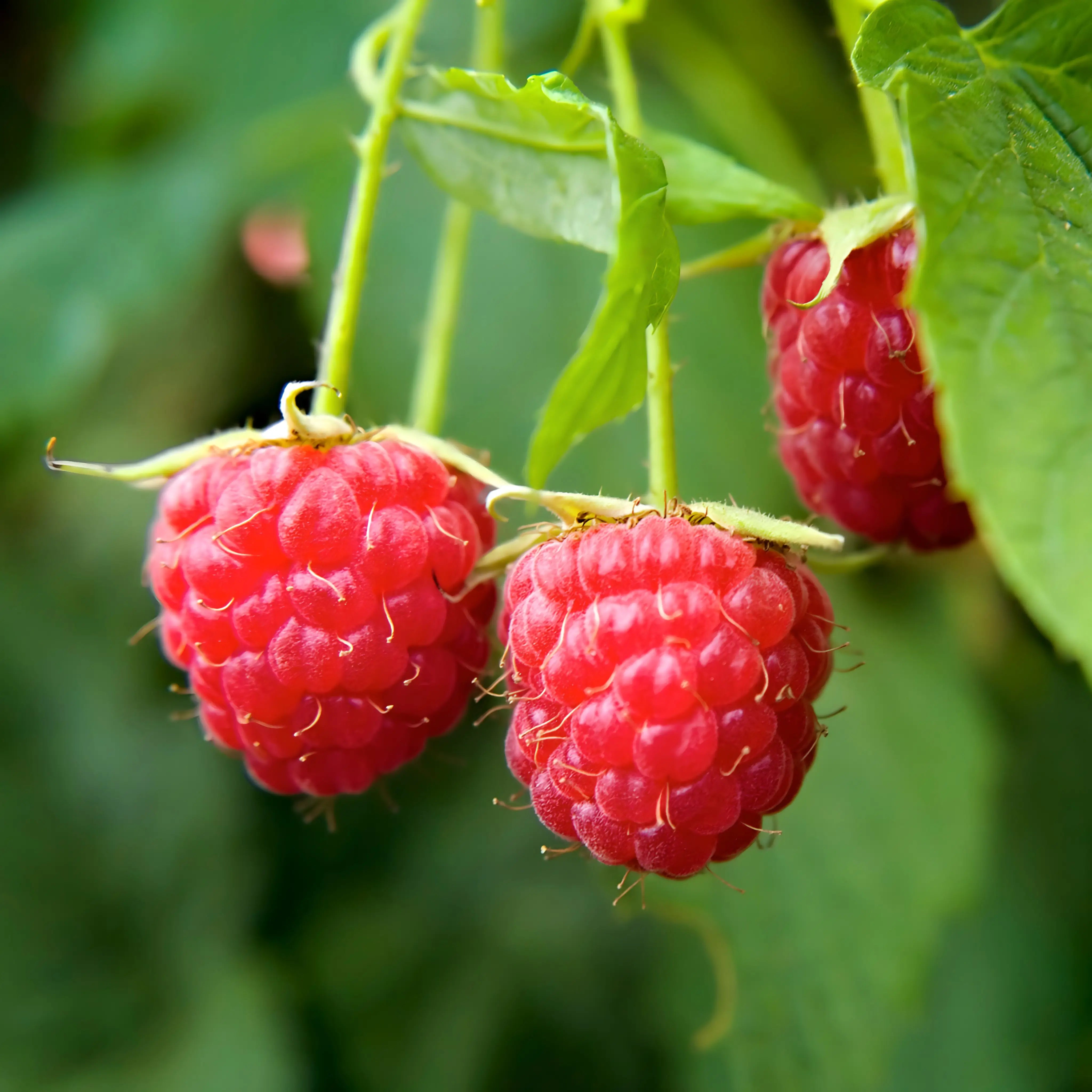 Raspberry Leaf Pregnancy Tea